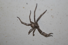 Isopedella saundersi