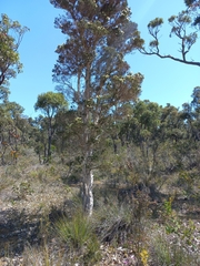 Melaleuca cuticularis