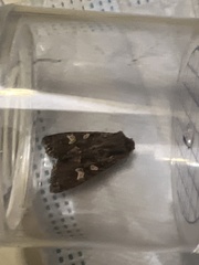 Mniotype albostigmata