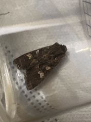 Mniotype albostigmata