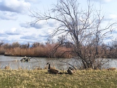 Branta canadensis
