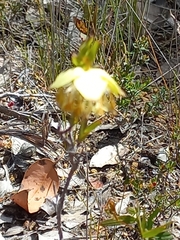 Pimelea lehmanniana