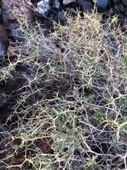 Sarcopoterium