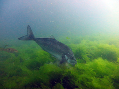 Latridopsis ciliaris