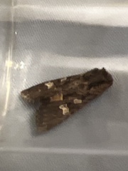 Mniotype albostigmata