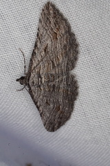 Chrysolarentia arachnitis