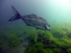 Latridopsis ciliaris