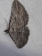 Chrysolarentia arachnitis