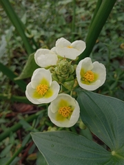 Sagittaria