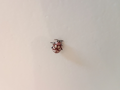 Omophoita magniguttis