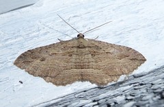 Austrocidaria gobiata