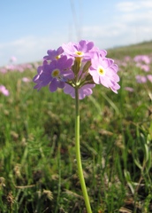 Primula longiscapa