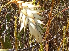 Johnsonia lupulina