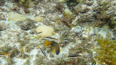 Thalassoma noronhanum