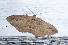 Austrocidaria gobiata