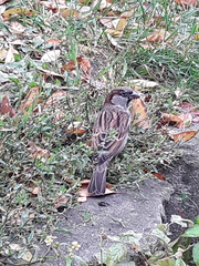 Passer domesticus