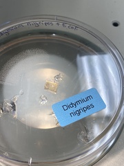 Didymium nigripes