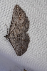 Chrysolarentia arachnitis