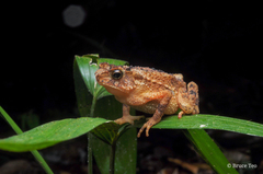 Ingerophrynus divergens