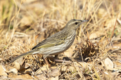 Anthus lineiventris