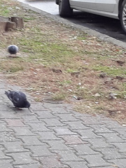 Columba livia domestica