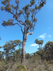 Eucalyptus marginata marginata