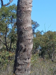 Eucalyptus marginata marginata
