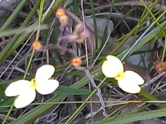 Stylidium acuminatum