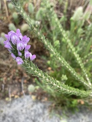 Aspalathus cephalotes
