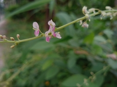 Desmodium