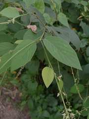 Desmodium