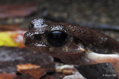 Leptobrachella gracilis