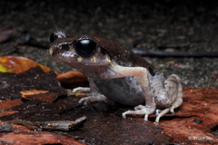 Leptobrachella gracilis