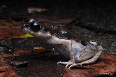 Leptobrachella gracilis