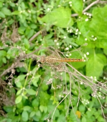 Brachythemis contaminata