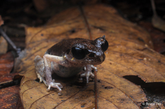 Leptobrachella gracilis