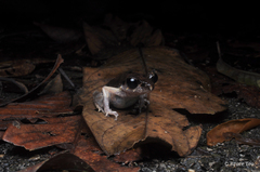 Leptobrachella gracilis