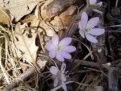 Hepatica
