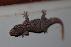 Gehyra variegata