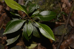 Rhysotoechia bifoliolata
