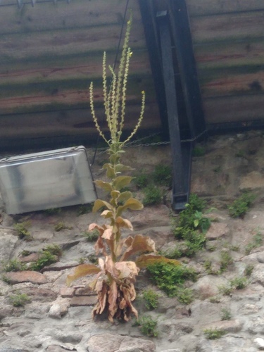 Velecvjetna divizma (Verbascum densiflorum)