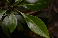 Rhysotoechia bifoliolata