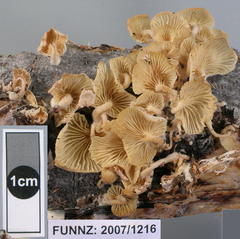 Rhizocybe albida
