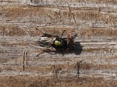 Physiphora alceae