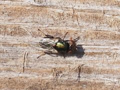 Physiphora alceae