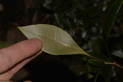 Rhysotoechia bifoliolata