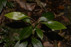 Rhysotoechia bifoliolata