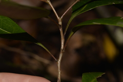 Rhysotoechia bifoliolata