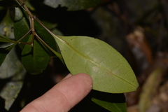 Rhysotoechia bifoliolata