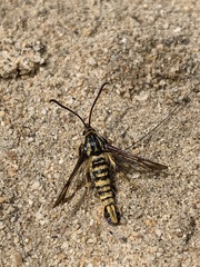 Penstemonia